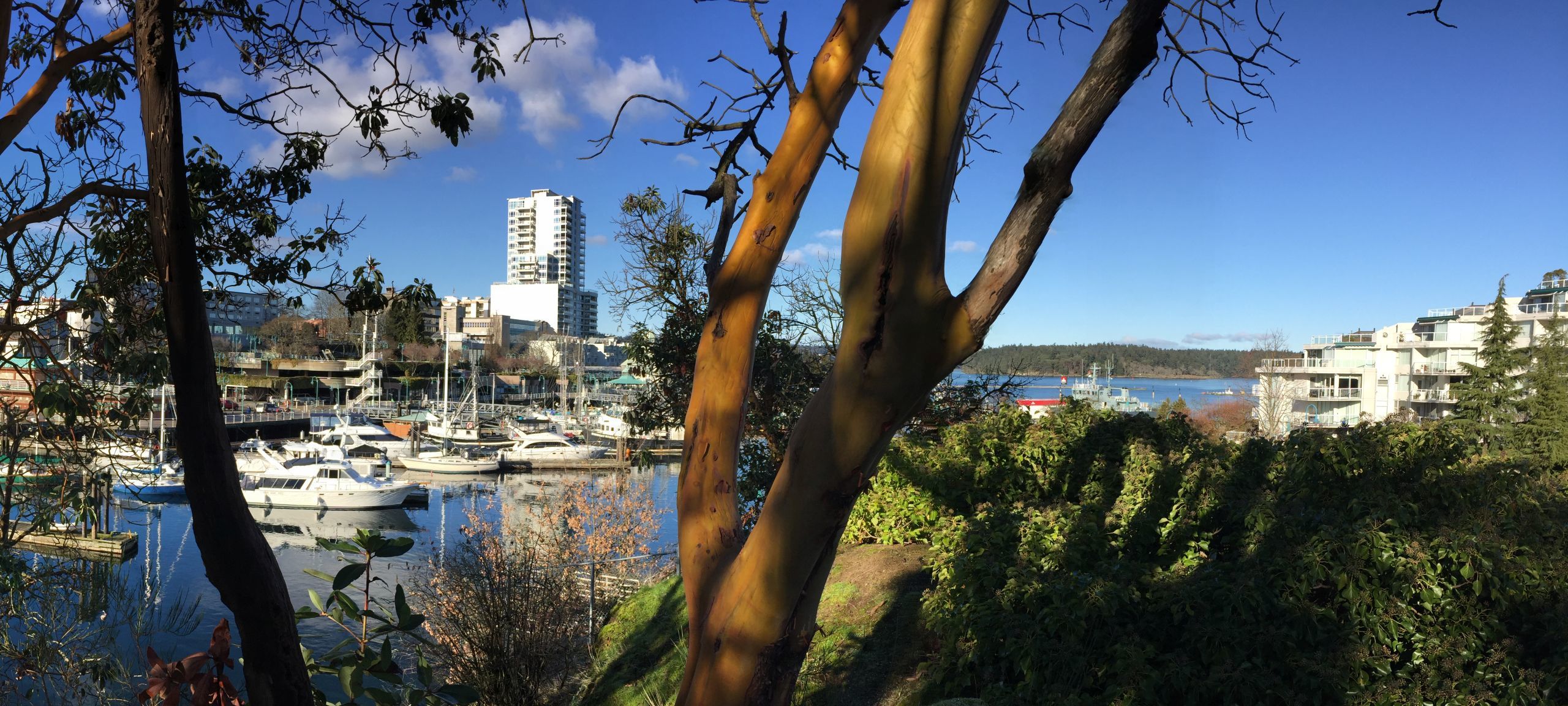 cameron-island-view-of-marina Nanaimo Energy Advisor